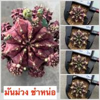 ราคา แคคตัส ยิมโนด่าง โคลนมันม่วง ไม้ชำหน่อ (19139738467)