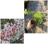 ราคา ต้น กัลปพฤกษ์ ........ (4781867373)