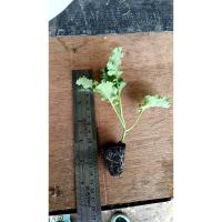 ราคา ต้นกล้า เคลเขียว 100ต้นกล้า 350 บาท พร้อมปลูก เคลใบหยิก สีเขียว เคล (kale) เคลสีเขียว เคลหยิกเขียว (42350625631)