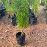 ราคา ต้นสน สนแผง (Platycladus orientalis) ไม้ประดับ ใบสวย พร้อมส่ง (รับประกัน ส่งใหม่ฟรี หากสินค้าเเสียหาย!!) (24213422573)