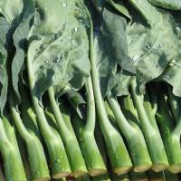 ราคา เมล็ดคะน้าฮ่องกง Chinese Kale Seeds เมล็ดพันธุ์คะน้าฮ่องกง เมล็ดผัก เมล็ดผักสวนครัว เมล็ดคะน้า เมล็ดพันธุ์ผัก เมล็ดพันธุ (44267073341)