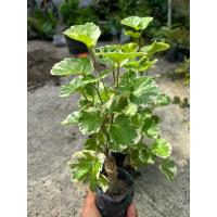 ราคา ต้นเล็บครุฑกระจกด่าง ไม้มงคลป้องกันคุณไสย (28587143156)