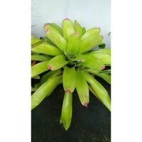 ราคา สับปะรดสี ไม้กอ ตัดขายหน่อ (5029221141)