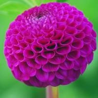 ราคา 1 หัว รักเร่ ดอกดาร์เลีย ดอกรักแรกพบ Dahlia สายพันธุ์ Rocco (8775334621)