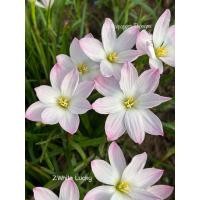 ราคา บัวดิน สีขาว8กลีบZ.White Lucky 4หัว50บาท (22439447215)