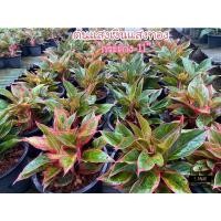 ราคา ต้นแสงเงินแสงทอง ต้นไม้มงคล อโกลนีม่า กระถาง11” #Aglonema #ต้นแสงเงินแสงทอง #ต้นไม้มงคล (13416617256)