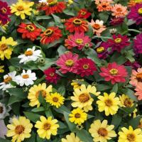 ราคา 100 เมล็ด ดอกบานชื่น บานชื่นหนู บานชื่นฝรั่ง กระดุม ดอกเล็ก Zinnia Seeds กระดุมคละสี (24997321025)