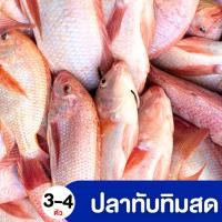 ราคา ปลาทับทิมสด ทั้งตัว ปลาน้ำจืด ตัวใหญ่ เนื้อเยอะ 3 กก. 3-4 ตัว (28824775333)