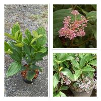 ราคา ต้นไข่มุกอันดามัน ไม้ฟอกอากาศ ดอกสวยไม้มงคล ไม้ประดับ ออกดอกตลอดปี (43052256911)