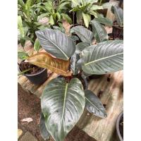 ราคา ต้นฟิโลเดนดรอน เรดคองโก (Philodendron Redcongo) #ต้นไม้ประดับ#ต้นไม้ฟอกอากาศ (9160208101)