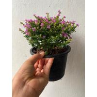 ราคา ต้นหลิวไต้หวัน หลิวม่วงแคระ หลิวแคระ มีดอกเล็กๆสีม่วง พุ่มสวย กระถาง 6 นิ้ว (19978064115)