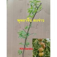 ราคา ต้นพุทราช็อกโกแลต พุทราจีน "ตงจ่าว" ต้นเสียบยอด สูง 80-120 ซ.ม. (24768723301)