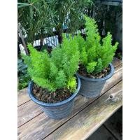 ราคา ต้นปริกหางกระรอก#กระถาง 8 นิ้ว (12898009733)