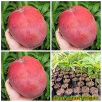 ราคา (1ต้น) (ขาย ต้นพันธุ์) ต้น มะม่วง พันธุ์ผิงกั่วเหวิน หรือ แอปเปิ้ลแดง เบนซ์ (3263131001)