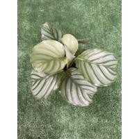 ราคา ต้นคล้าใบตองCalathea Orbifolia (11957688311)