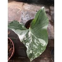 ราคา ต้นเงินไหลมา ต้นเงินไหลมาด่างขาว (10794265437)