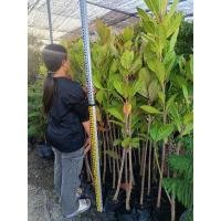 ราคา ต้นจิกทะเล 1.6 เมตร จำกัดครั้งละ 2 ต้น (26924056176)