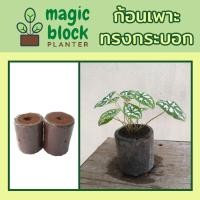 ราคา Magicblock ก7-10 ก้อนเพาะทรงกลม ขนาด กว้าง 7.5 สูง 10 เซนติเมตร (4033521827)