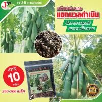 ราคา เมล็ดพันธุ์มะละกอแขกนวลดำเนิน 10 กรัม 250-300 เมล็ด เมล็ดพันธุ์มะละกอสำหรับตำส้มตำ เมล็ดมะละกอ (21891680926)