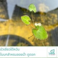 ราคา บัวไต้หวัน ใบบก ลอยดูดอกสวยๆ ลอยในอ่างบัว อ่างปลา ตู้ไม้น้ำ (40210453189)