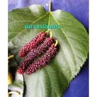 ราคา มัลเบอรี่/หม่อน สายพันธุ์หิมาลัยยันแดง รสชาติหวาน ต้นเสียบยอดสูง 40-50 cm. (40808068345)