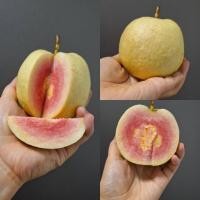 ราคา ฝรั่งไส้แดงอินทรีย์ ออร์แกนิก หงเป่าสือ 1โล คัดเกรด ฝรั่งสีแดง ฝรั่งสีชมพู (24757619134)