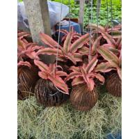 ราคา ดาวชมพูลูกตีนเป็ดเคราฤาษี ยกพวง 10 ต้น (6135809266)