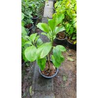 ราคา ต้นแก้วมุกดาใบเขียว / ใบด่าง (5669524855)