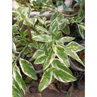 ราคา ต้นกวักเงิน กวักทอง ด่างขาว ต้นไม้มงคล (16806734110)