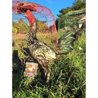 ราคา ไข่เชื้อไก่ชน ไข่เชื้อบิ๊กกัฟ นิวเยียร์ หนุ่มโรงหมี่ 1ใบ ไข่ไก่พม่า ไก่เยียร์ (11347836312)