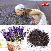 ราคา เมล็ด เมล็ด บอนสี 20เมล็ด อินทรีย์ เพาะลาเวนเดอร์ Lavender Seeds เมล็ดบอนสี บอนสีหายาก อินทรี ผั (16794411996)