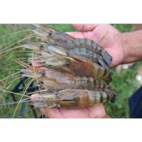 ราคา กุ้งแม่น้ำกุ้งก้ามกรามกุ้งแช่แข็งกุ้งสด (20569544864)