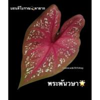 ราคา พระพันวษา✨บอนสีเก่าแก่หายาก บอนสีตับขุนช้างขุนแผนส่งทั้งกระถาง (11549510168)