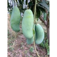 ราคา ต้นมะม่วงมันพันธุ์ขุนศรีเสียบยอด (23875933904)