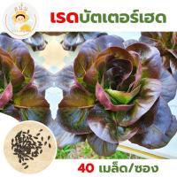 ราคา เมล็ดพันธุ์ ผักสลัด เรดบัตเตอร์เฮด (Red Butterhead) ทรงพุ่มใหญ่ สีแดง ทนร้อน ทนยืด (1 ซอง 40 เมล็ด) (18591996147)