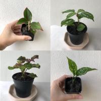 ราคา ต้นไม้มงคลขนาดเล็กสูง 10-20 ซม. (ชุดที่ 2) (5546204776)