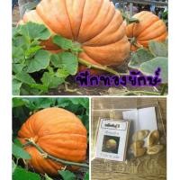 ราคา เมล็ดฟักทองยักษ์ ฟักทอง (10215542947)