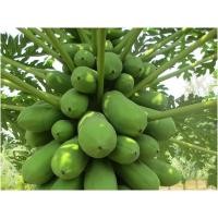 ราคา ต้นกล้า มะละกอฮอลแลนด์ ต้นละ 12บาท ซื้อ 10แถม 2ต้น หวานอร่อย ทานสุกได้ (26000348279)