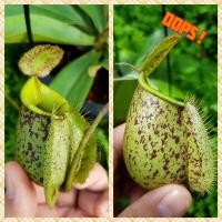 ราคา ต้นหม้อข้าวหม้อแกงลิง ต้นไม้กินแมลง (24079307393)