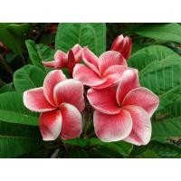 ราคา ต้นลีลาวดี เกล็ดทับทิม (19295693930)