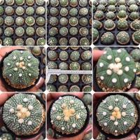 ราคา New‼️Astrophytum cactus #5ต้นฟรี1ต้น กระบองเพชร//แคคตัส (2215939310)