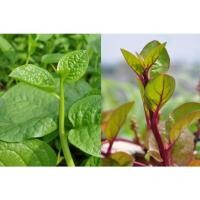 ราคา ต้นพันธุ์ ผักปลังม่วง ผักปลังสีม่วง ถุงดำ 29 บาท พร้อมปลูก ผักปลังแดง ลำต้นสีม่วงแดง ผักปลังม่วง (24644027174)