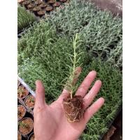 ราคา โรสแมรี่ปักชำ,ต้นกล้าโรสแมรี่ (12075608727)