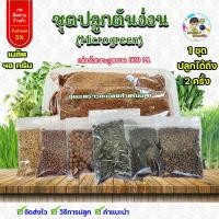 ราคา ชุดปลูกต้นอ่อนไมโครกรีน (Microgreen) ต้นอ่อนทานตะวัน ต้นอ่อนบุ้งเรียวไผ่ ต้อนอ่อนไควาเระ ต้นอ่อนโตเหมี่ยว ต้นอ่อนคะน้า (25857626997)