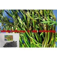 ราคา （เมล็ด）เมล็ดสมุนไพรผักกระฉูด ผักกระเฉดบก 50 เมล็ด สำหรับการปลูก/งอก ปลูก/งอก เมล็ด/งอก การ (23239860089)