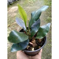 ราคา แววแมลงทับสยาม(ปีกแมลงทับสยาม) (15283282465)