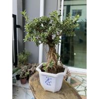 ราคา ต้นข้าวตอกพระร่วง หรือซากุระแคระ (4484544250)