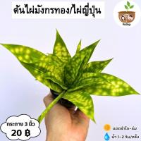 ราคา ต้นไผ่ญี่ปุ่น หรือไผ่มังกรทอง จัดส่ง 2 ต้นขึ้นไป คละแบบได้ (27253096530)