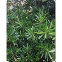 ราคา ต้นสนใบพาย สูง 15-20 ซม ร้านต้นไม้บ้านเพื่อน (19580798198)