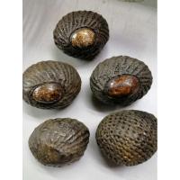 ราคา เบี้ยแก้หลวงปู่บุญ​ วัดกลางบางแก้ว​ จ.นครปฐม (6855402060)